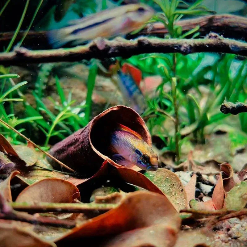 Натуральное Украшение Для Аквариума Пещера Cichlid Репродукция Среды Обитания рыба