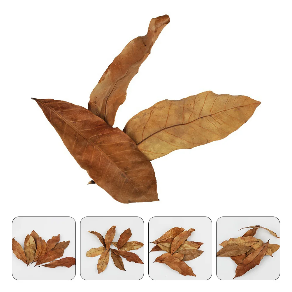 

30 Pcs Terminalia Leaves Naturales Olive Fish Tank Accessories Animal Aquarium Leaf Dead