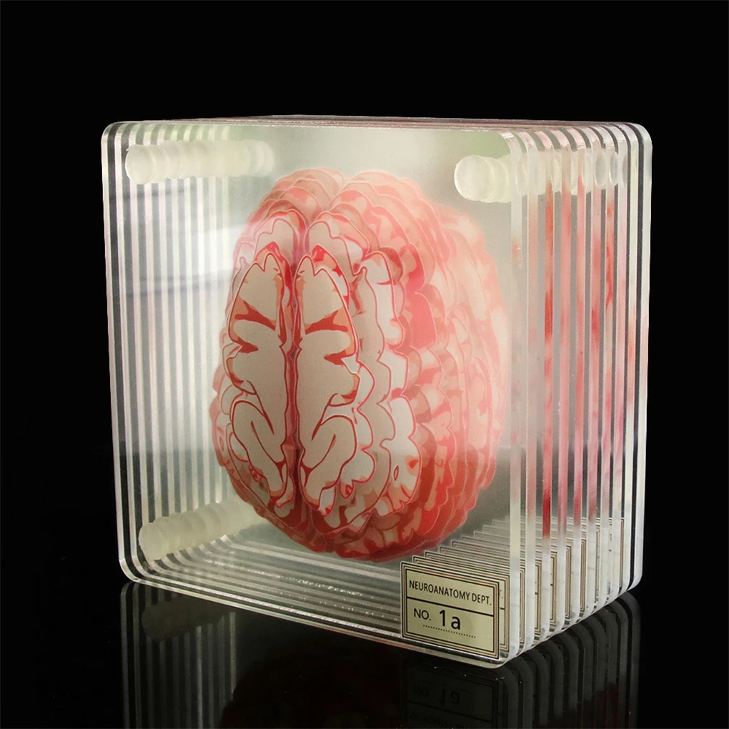 

10PCS Coasters Acrylic Organ Brain Specimen Table Coaster Cup Mat Family