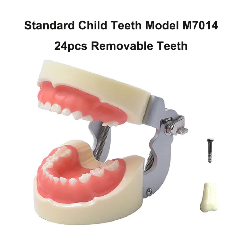 

Dental Education Study Teeth Model M7014 Standard Soft Gum Child Tooth Model With 24PCS Teeth Dentistry Kids Teeth Model