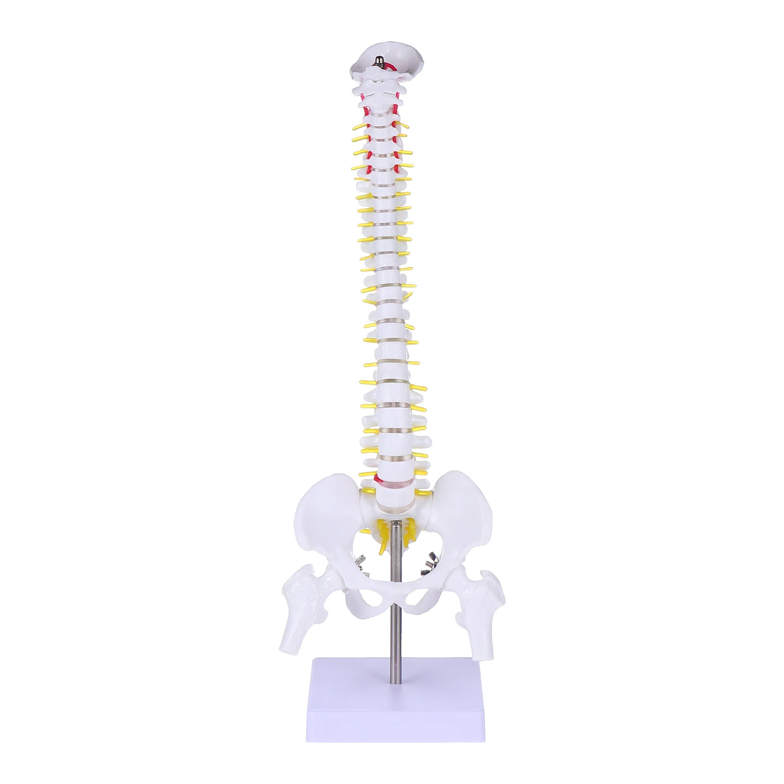 

Spine Model Doctor Mannequin Tailbone Anatomy Training PVC Props Medical Spining Female genital