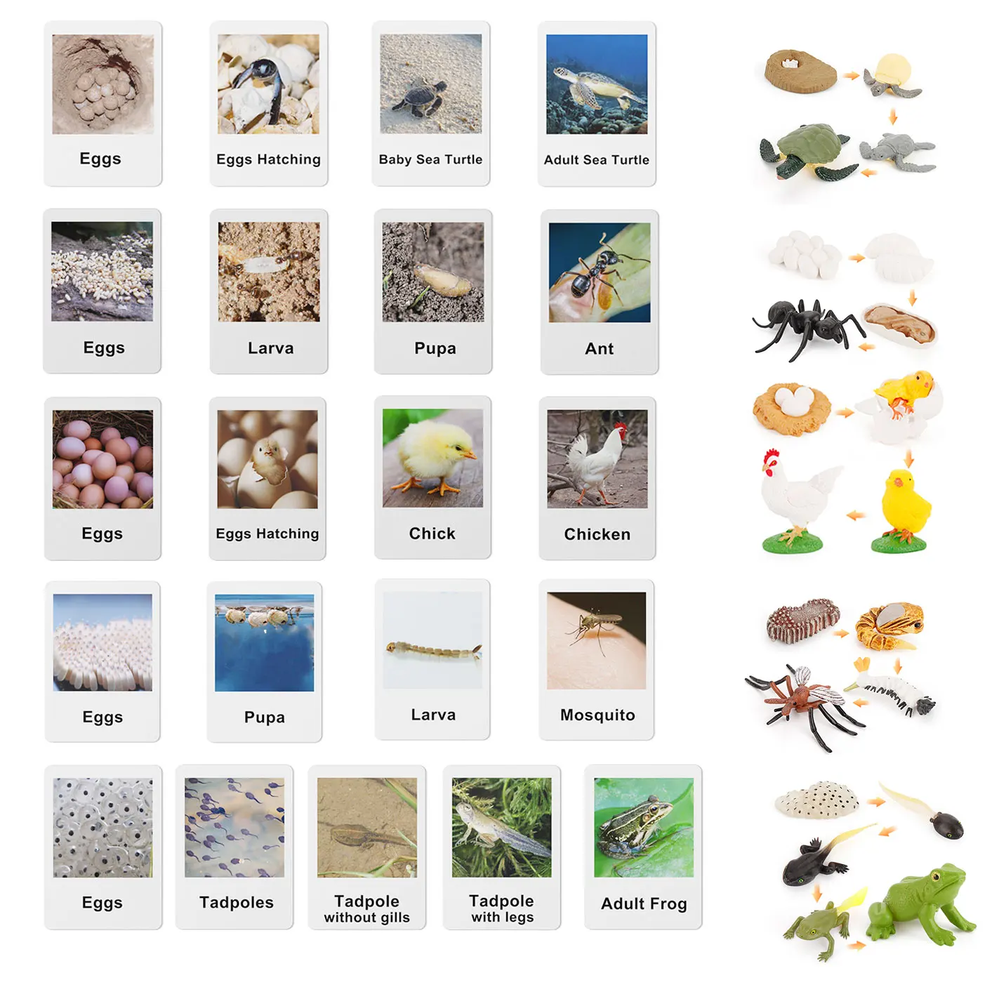 

Montessori Language Materials Animal Life Cycle Flash Cards Matching Game Learning Education Toys for Children 3 Years E2664H