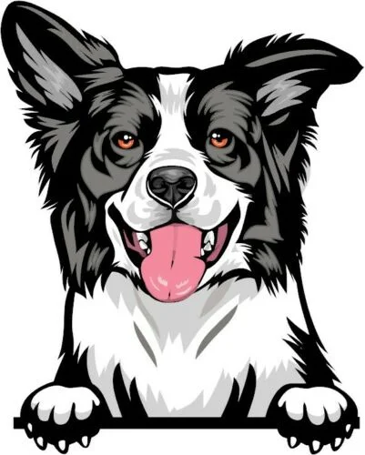 

For (Blue) BORDER COLLIE Peeking DOG Breed Color Wall Window Sticker w/proof