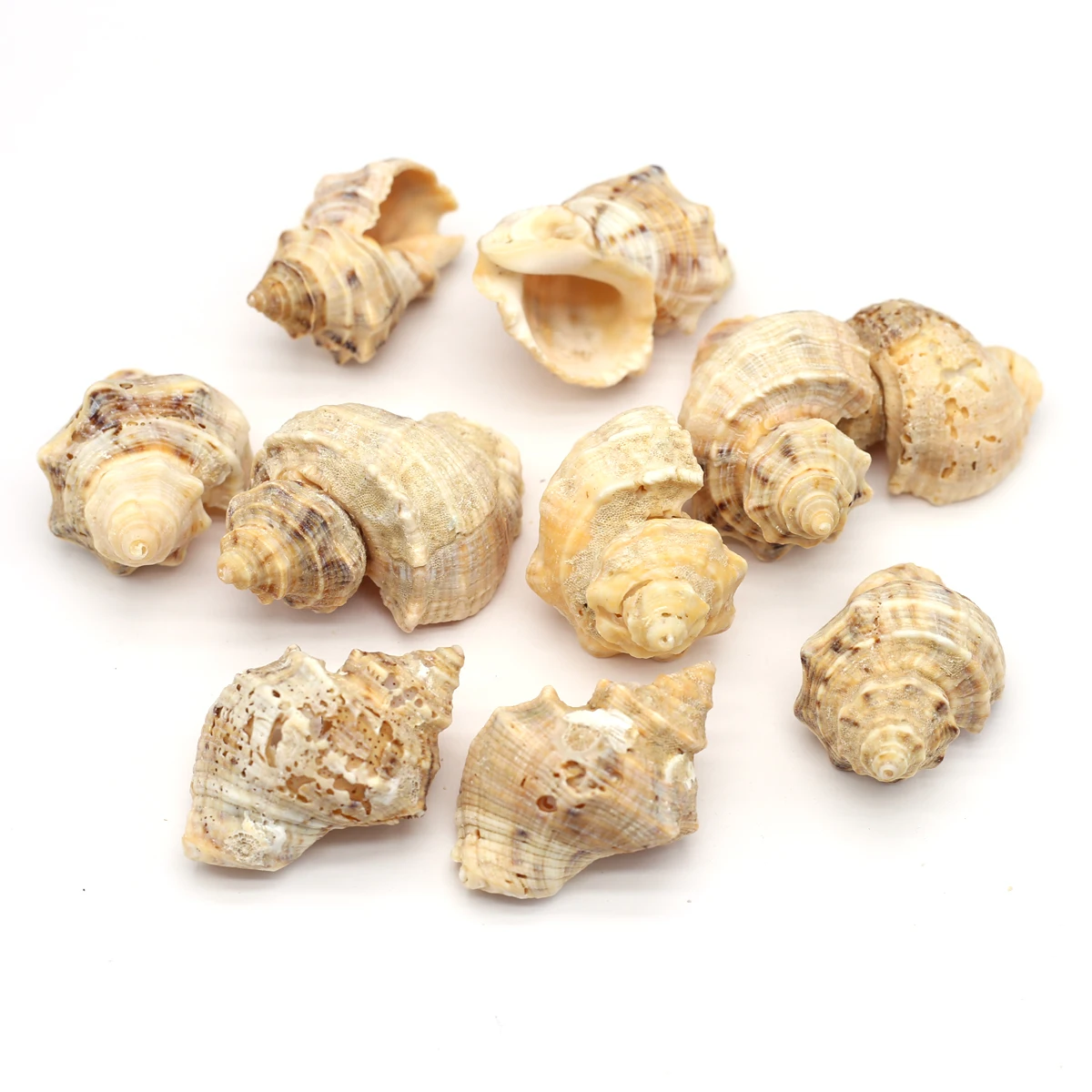 

About 10Pcs Non-porous Natural Stone Snail Sea Shells Shellfish Conch for Aquarium Fish Tank Home Decor or Jewelry Making DIY