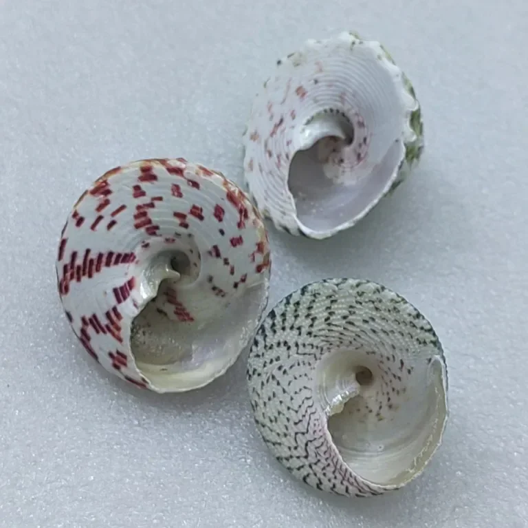 Натуральная сказочная раковина императора апельсиновая башня улитка Морская