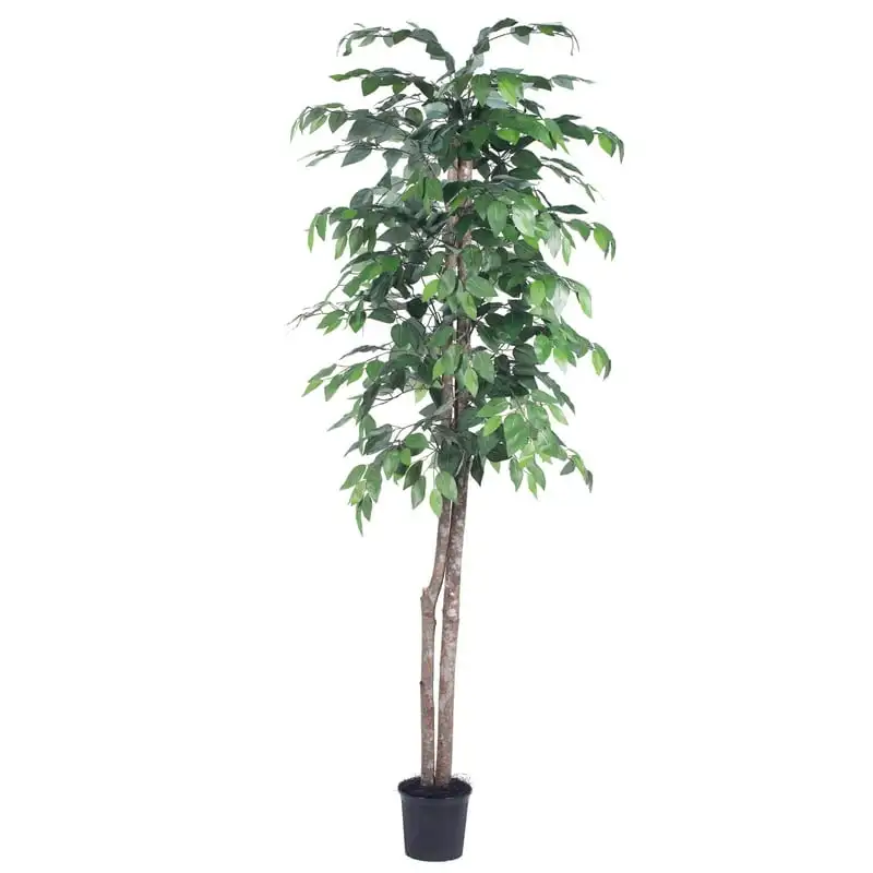 

Artificial Ficus in a Black Plastic Pot - Real Hardwood Trunks - Lifelike Home Office Decor - Faux Indoor Potted Tree