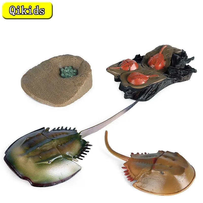 

Модели с имитацией цикла роста животных для детских научных и образовательных игрушек для раннего развития китайская Подкова краб