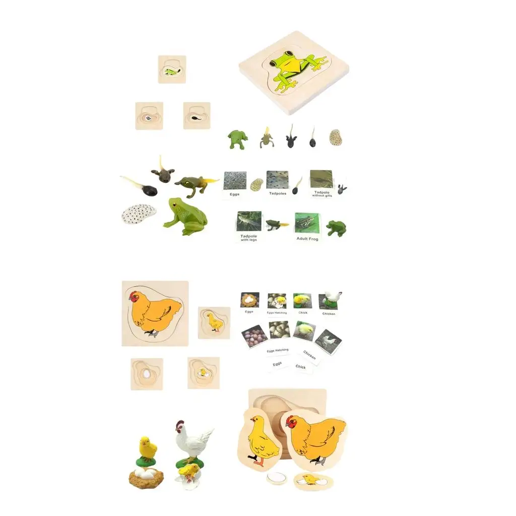 

2 Sets Life Cycle Puzzle Gifts Animal for Kindergarten Girls Students Boys