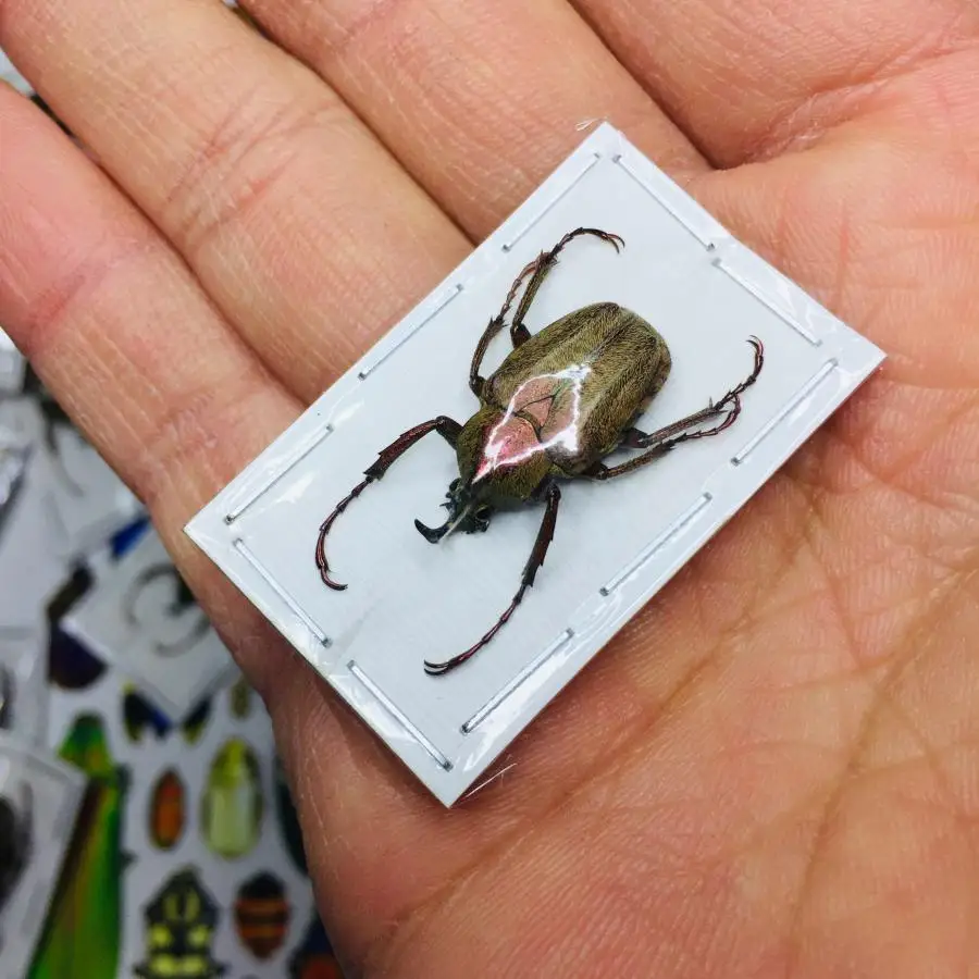 Образцы A/настоящее насекомое множество видов мокрых насекомых с бесконечной