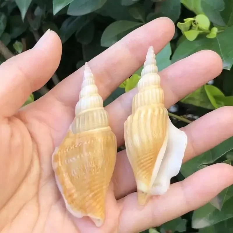 10 шт. Golden Ax Snail Natural Conch Shell Creative Handmade Diy Drift Bottle Fish Tank реквизит для свадебной