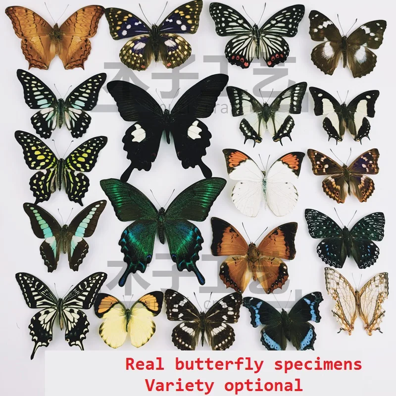 

Real Butterfly Specimen Insect Specimen Teaching Specimen DIY Self-sealing Bags Optional Varieties home accessories