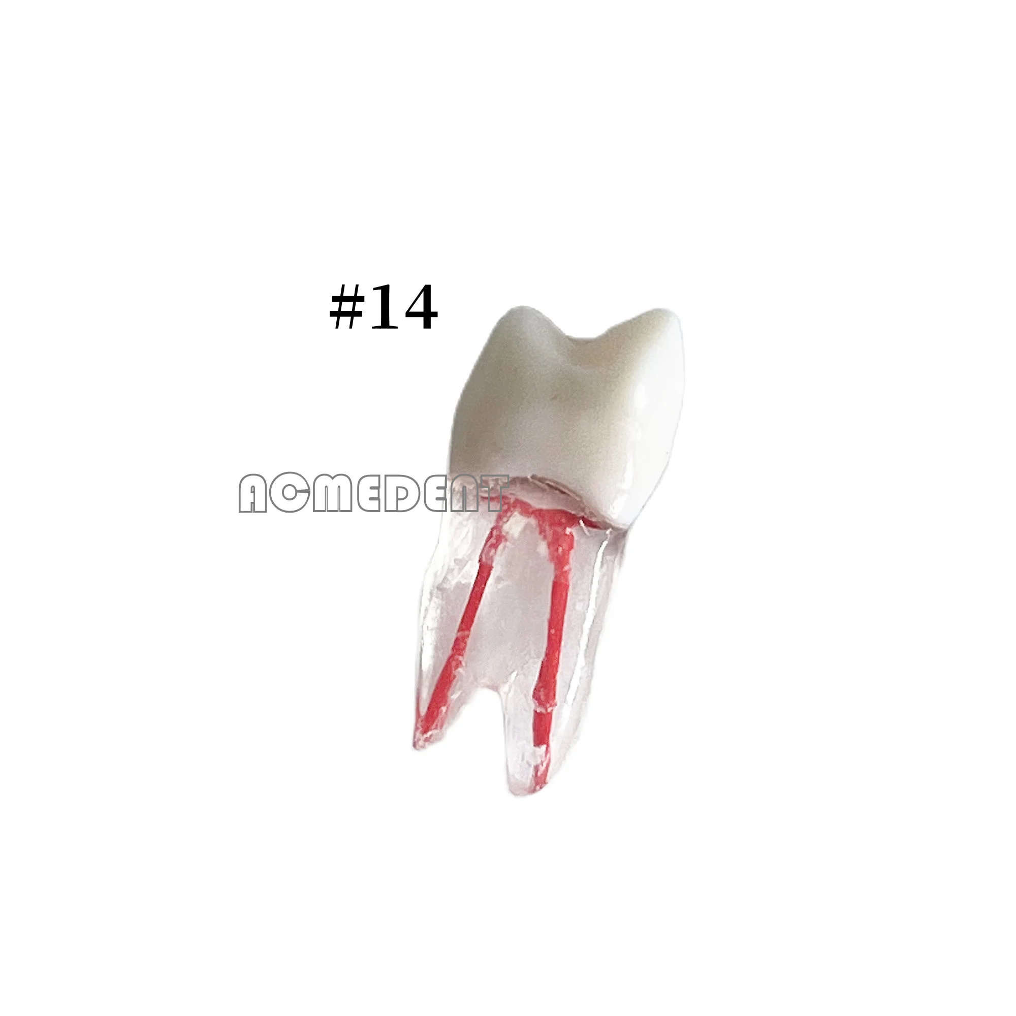 

1~50pcs Dental Teeth Study Model Endodontic Rotary Files Typodont Practice Root Canal Pulp Cavity Endo RCT Training Blocks NO.14