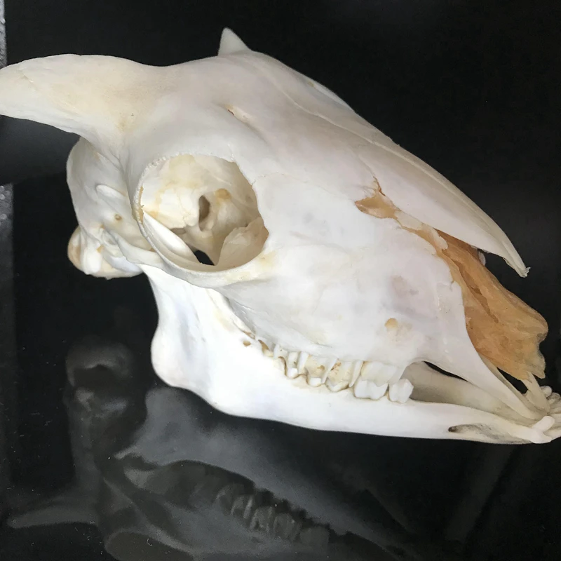 1 шт. имеют угол Ram череп Овцы черепом Ovis aries короткое маленькое из шифона и