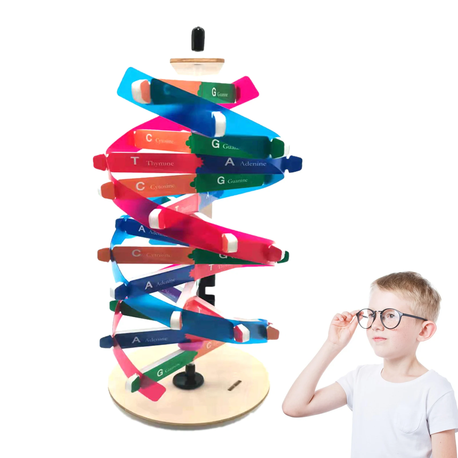 

Модель с двойной завиткой, автоматическая вращающаяся модель DNAs, модель строки, обучающая игрушка, обучающий инструмент, украшение для дома