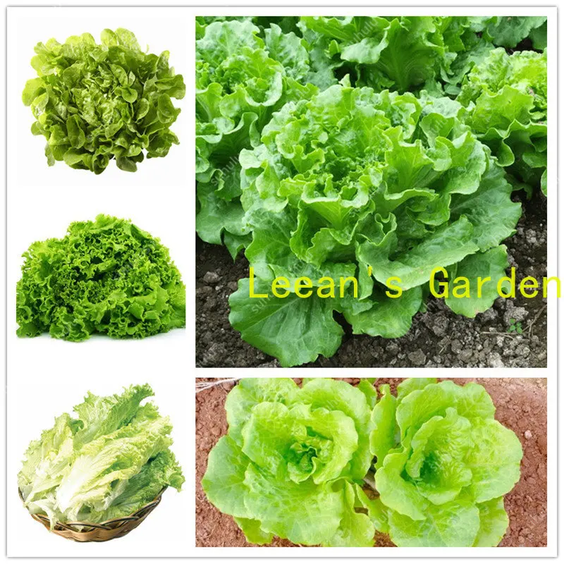 

500 шт. китайский салат с хорошим вкусом, Ромен салат, Легко расти, вкусный выбор салата, DIY домашний сад, семена овощей
