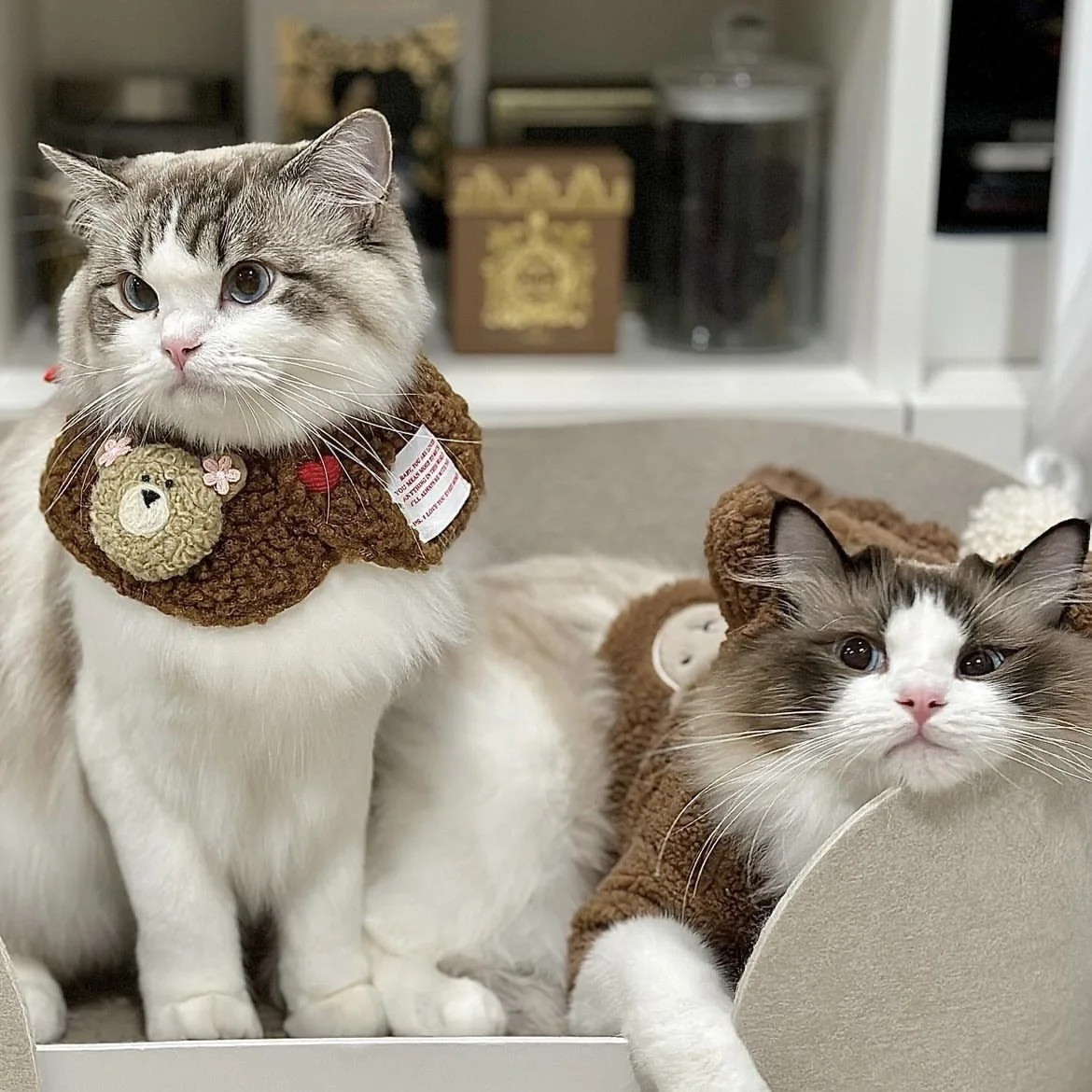 Нагрудник из овечьей шкуры для домашних животных милый маленький медвежонок