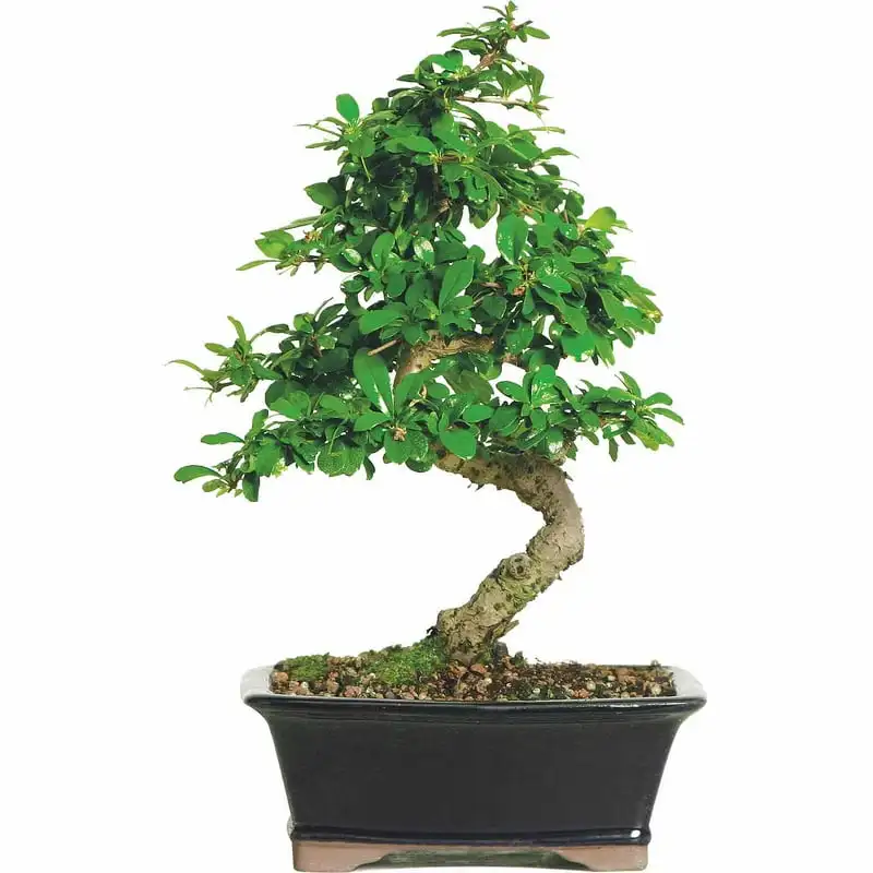 

Fukien Tea Bonsai - Medium - (Indoor)