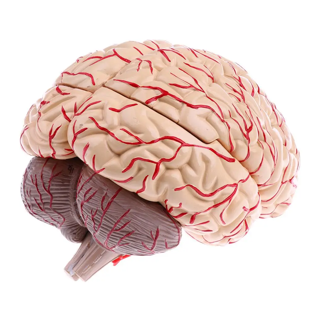Brain 9. Brain 9