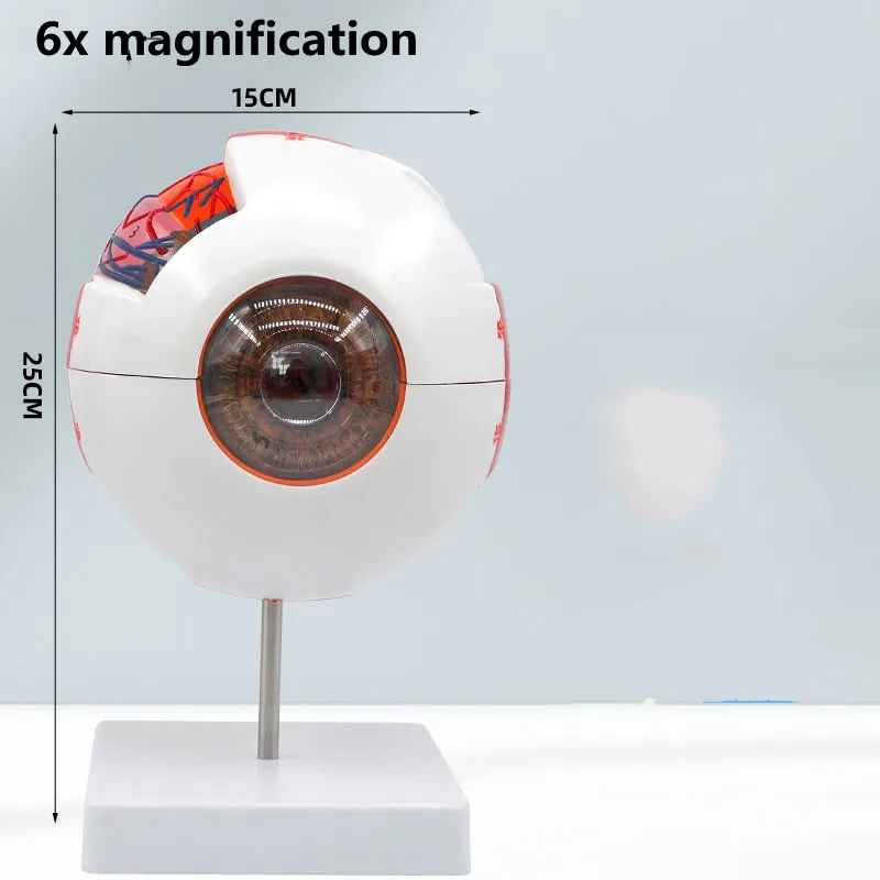 

Anatomical Eye Model Eyeball Eyelid Model Disassemble 6 times Enlarged Optic Nerve For Medical Learning And Teaching Medical