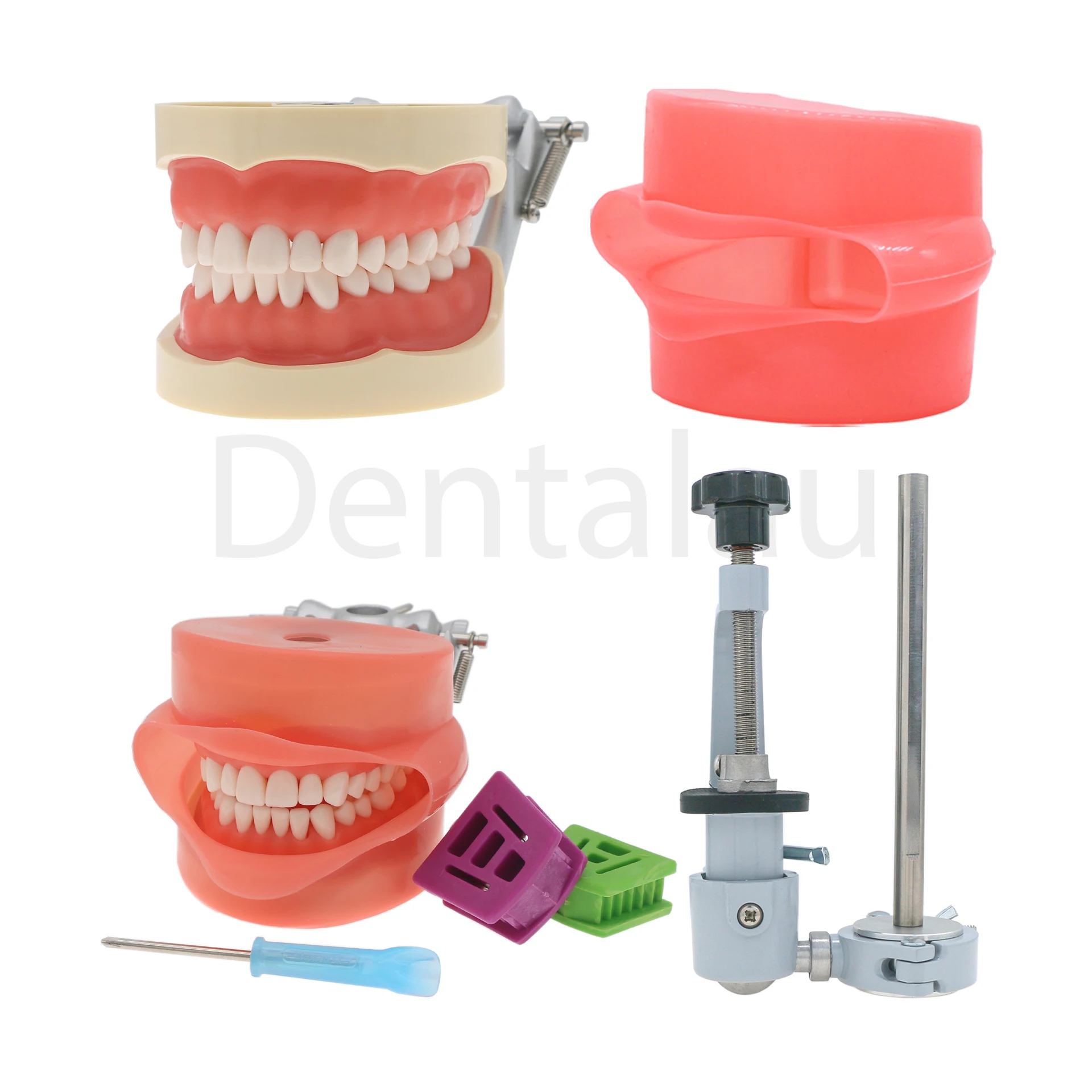 Стоматологическая модель зубов Typodont совместимая с Kilgore NISSIN 200 съемные