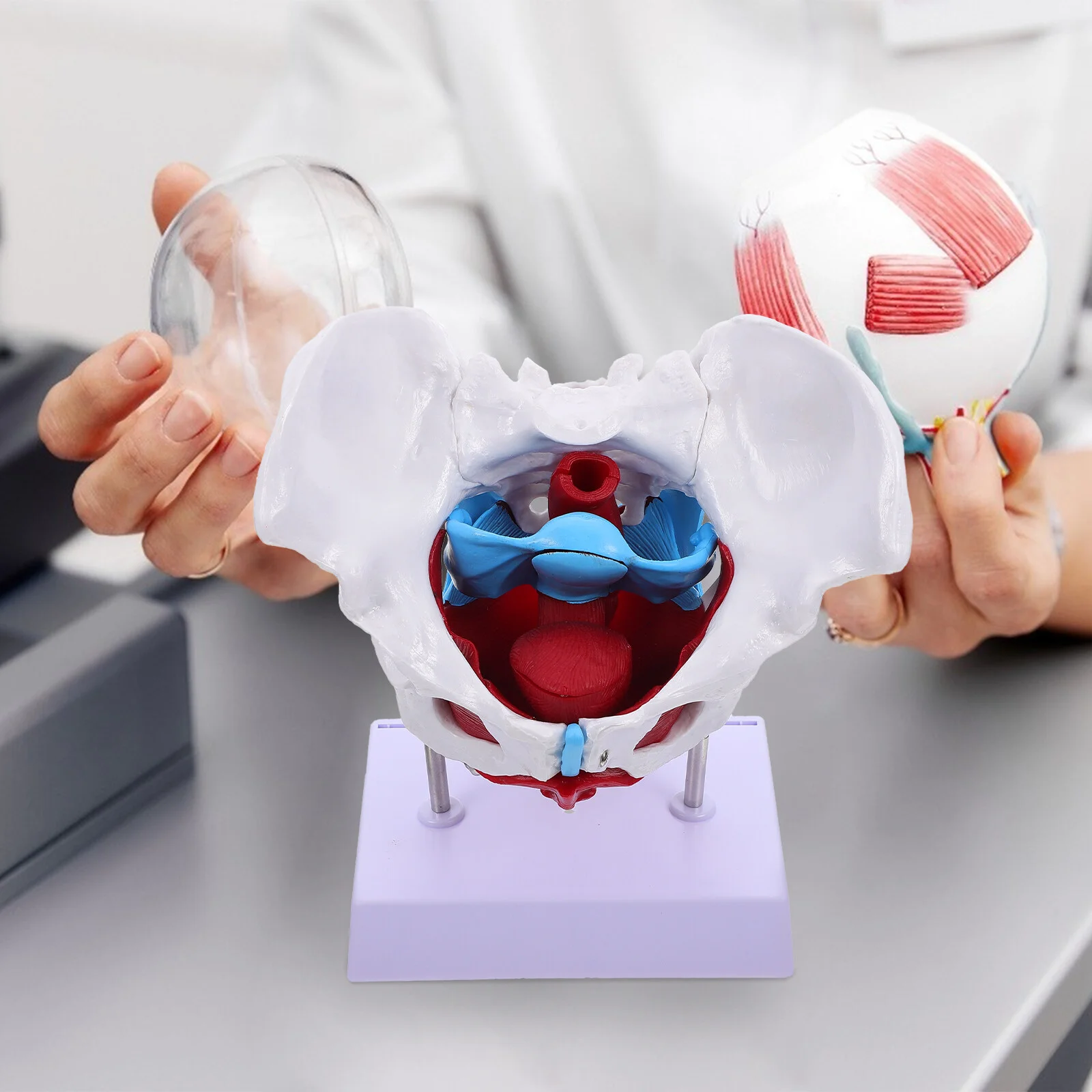 

Set Training Supply Teaching Aid Pelvis Model Plastic Animals Figures Pelvic Muscle Anatomical Display Female Pvc