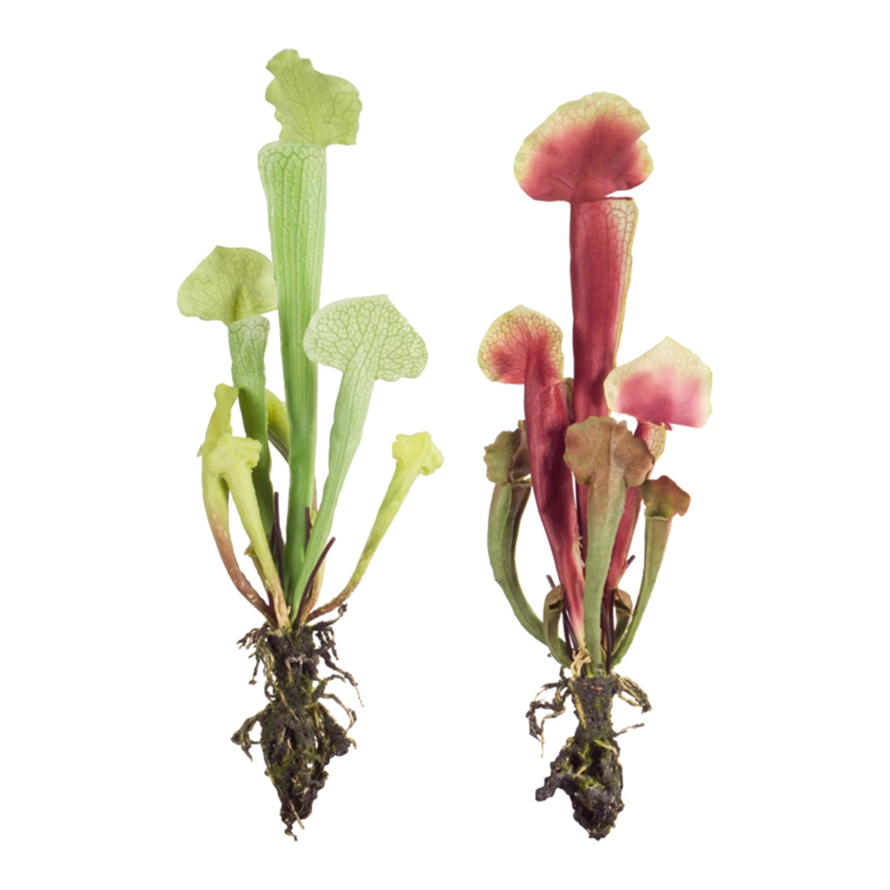 

Cobra Lily Plant (Set Of 12) 13"H Polyester/Plastic