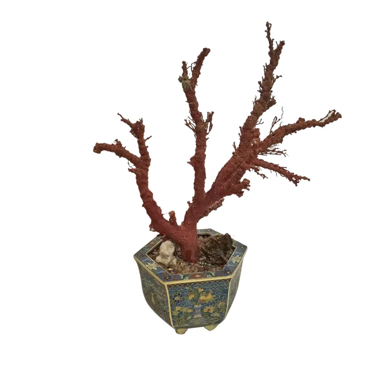 

Cloisonne Jade Bonsai Natural Red Italian Coral Rough