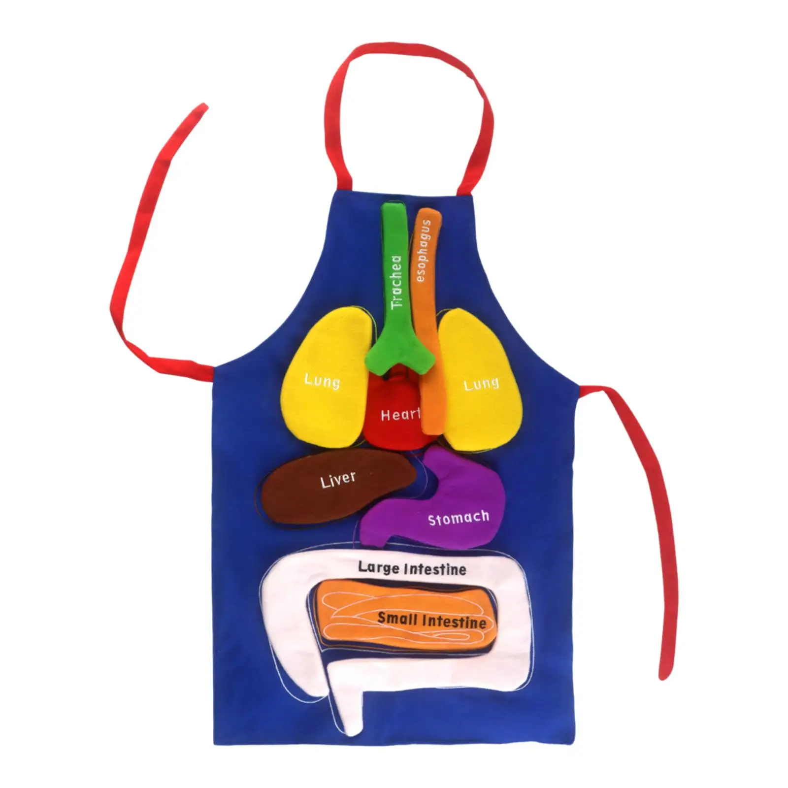 

Montessori Organs Apron Teaching Aid for Home Preschool Viscera