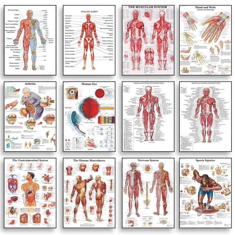 

Медицинская образовательная серия, Анатомия человека, Мышечная система, анатомическая схема, холст, искусственное исследование, комната, о...