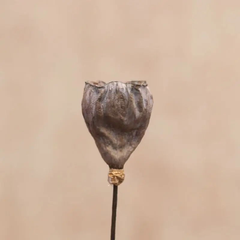 3 шт. Натуральные Сушеные бутоны лотоса 50 см