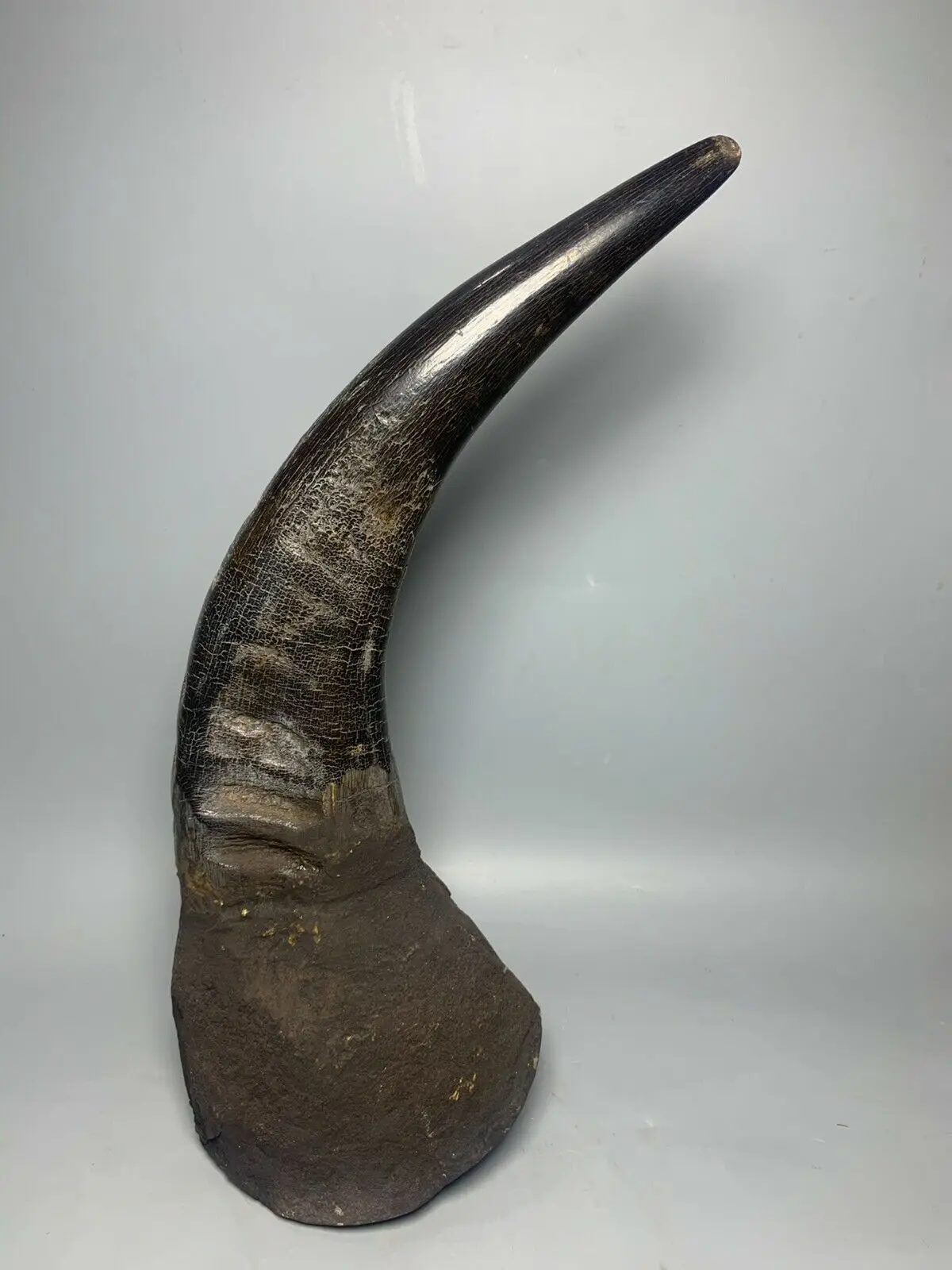 

34 cm Chinese ox horn sculpture natural ox horn Statue sculpture