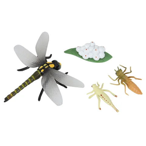Жизненный цикл стрекозы насекомых, жизненные циклы, модель роста детей, цикл роста животных