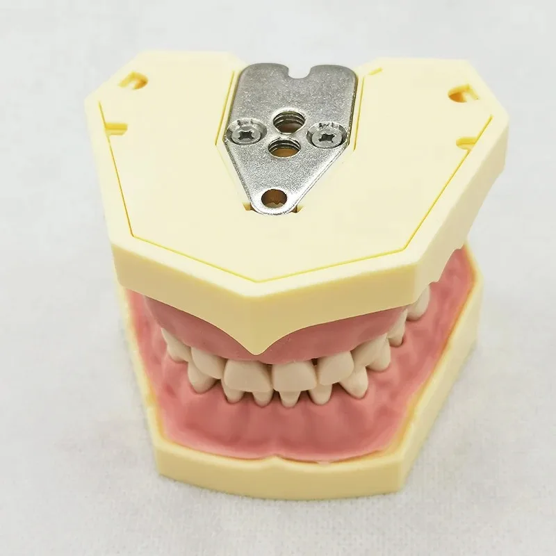 Модель зубной резины модель для обучения резинки оборудование стоматологии