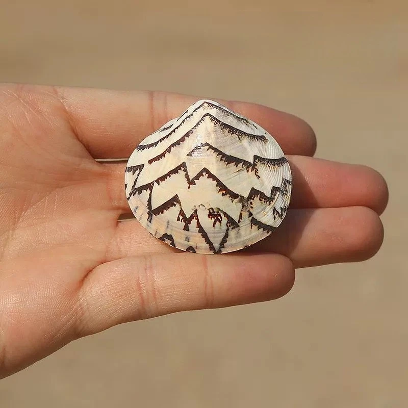 

Раковина Xiufeng YQXH