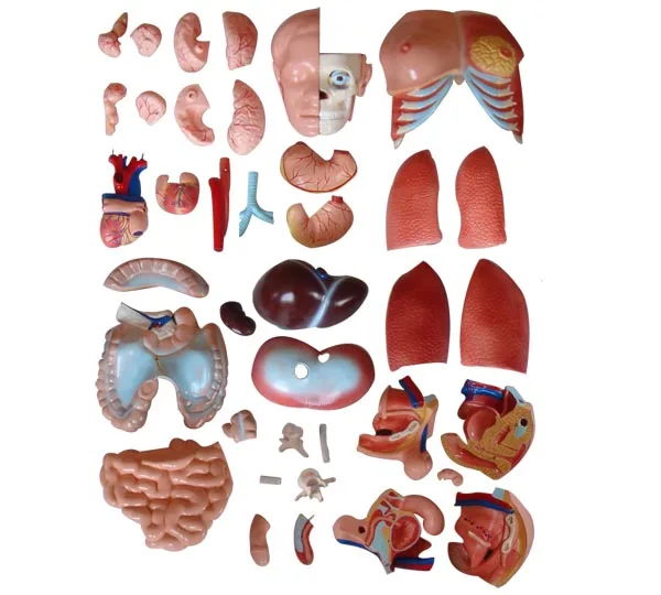 Модель туловища 85 см унисекс с внутренними органы 40 частей | Канцтовары для офиса