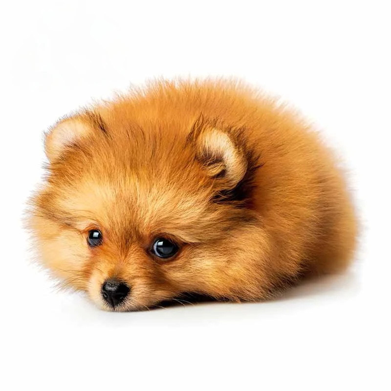 

FUYOOHI игровые наклейки красивые животные померанский шпиц собака наклейка для мотокросса гоночный ноутбук шлем багажник стены винил ПВХ автомобильная наклейка