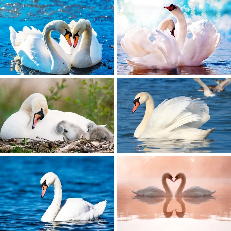 

Swan 5D Animals Protection Diamond Painting Natural Scenery Swans Lakes Pure Birds Diamond Art Embroidery Pastoral Home Decor