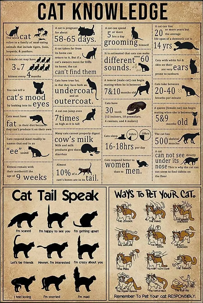 

Знания о кошке, Оловянная вывеска, черная кошка, кухонный декор, постер с котом и дымом, настенное украшение для бара и сада, металлические же...