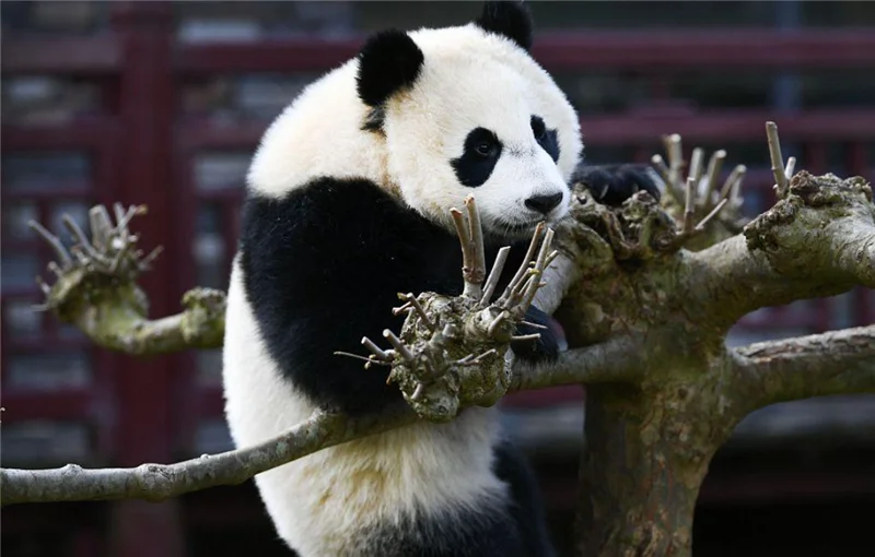 

Декоративные плакаты в виде панды, металлический знак, Декор для дома, гостиной, плакаты на стену, наклейки, промышленный декор, сад
