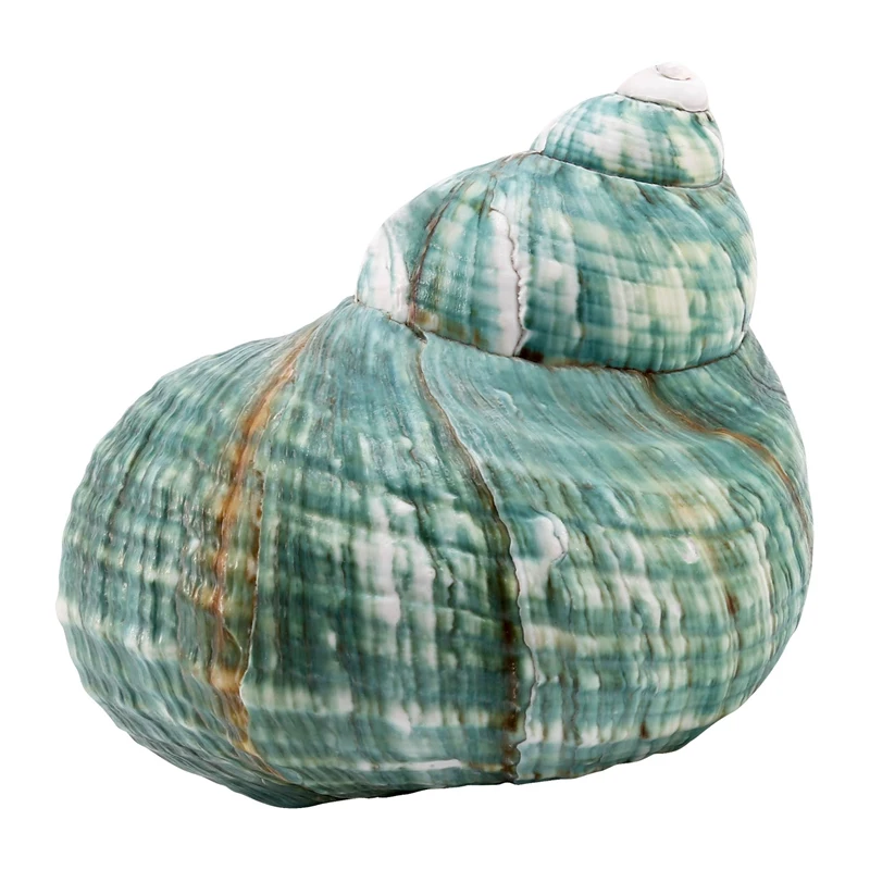 

10CM Green Turbo Natural Rare Real Sea Shell Conch Stunning Healing Decor Ocean 1Pcs