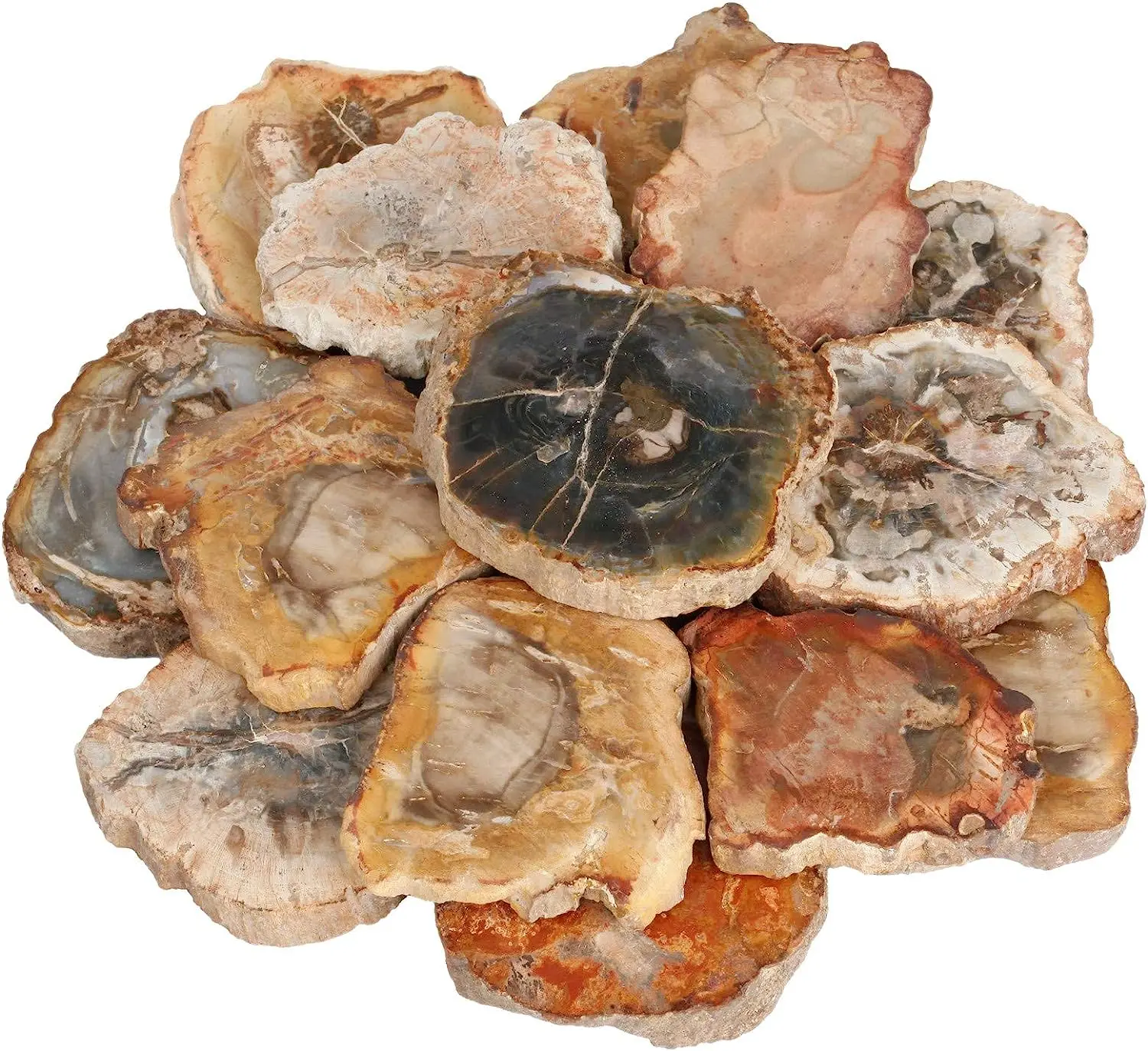 

Полированный кварцевый кристалл из окаменелой древесины BASILOSAURUS