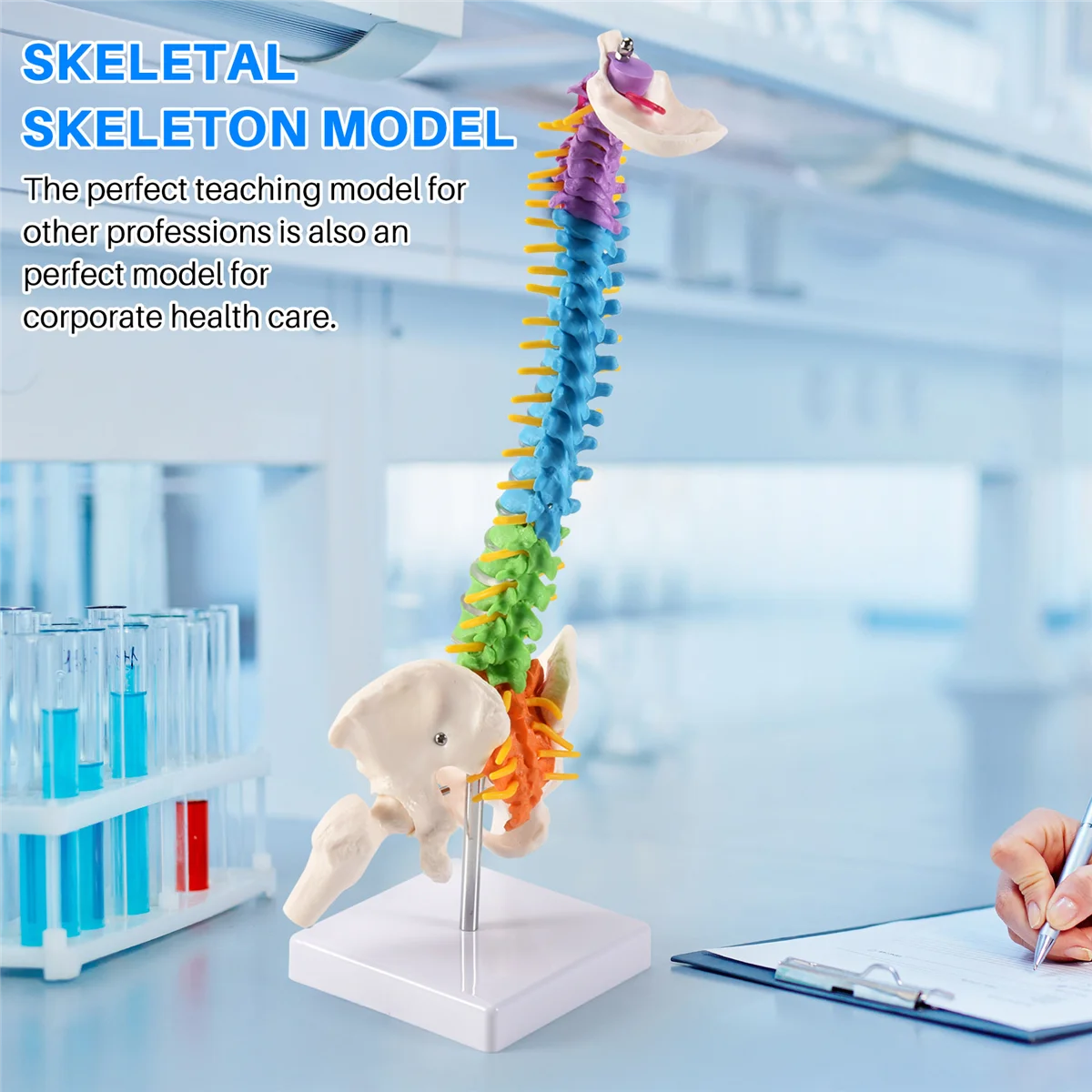 45 см с тазовой анатомии человека модель позвоночника спинномозговая колонна