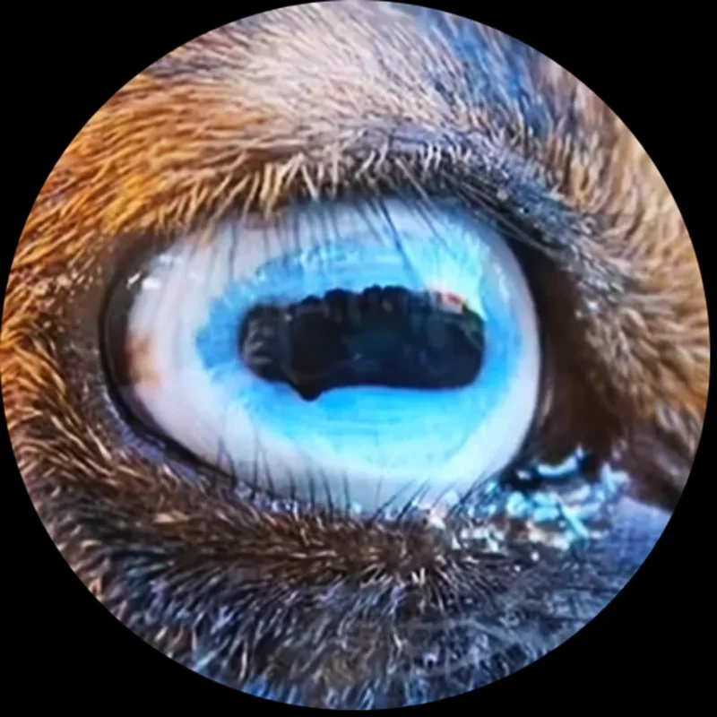 Зеркальный кабошон для глаз тигр/собака/животное 6 мм-30 мм