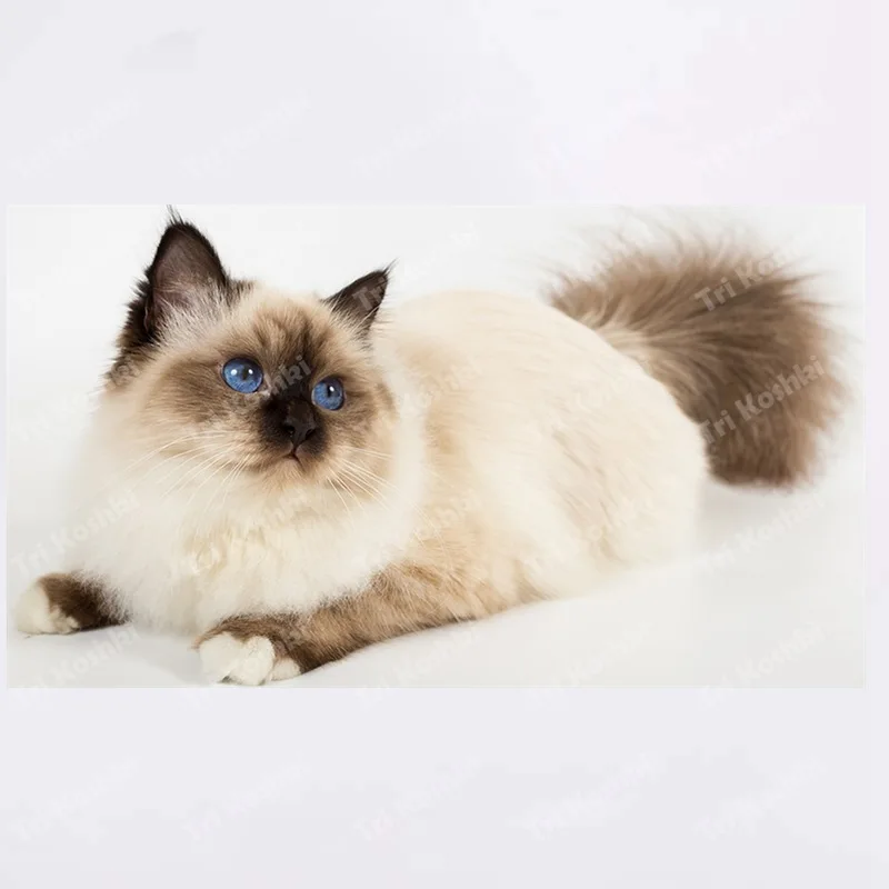 

Настенные наклейки Три кошки ПВХ