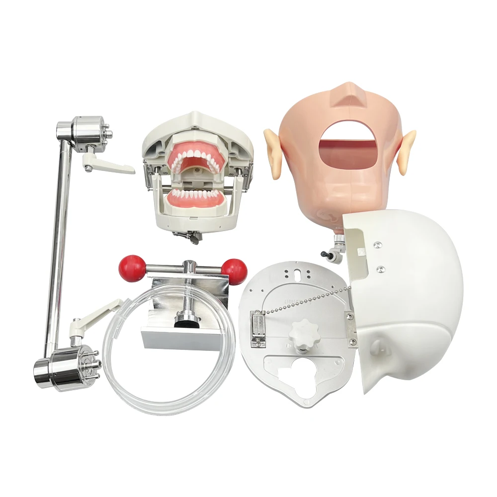Модель головы стоматологический симулятор манекен стоматологическое обучение