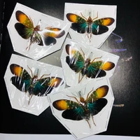 rare orange spotted white spotted long nosed wax cicada specimen pyrops whiteheadi real insect beetle home decore diy carfts