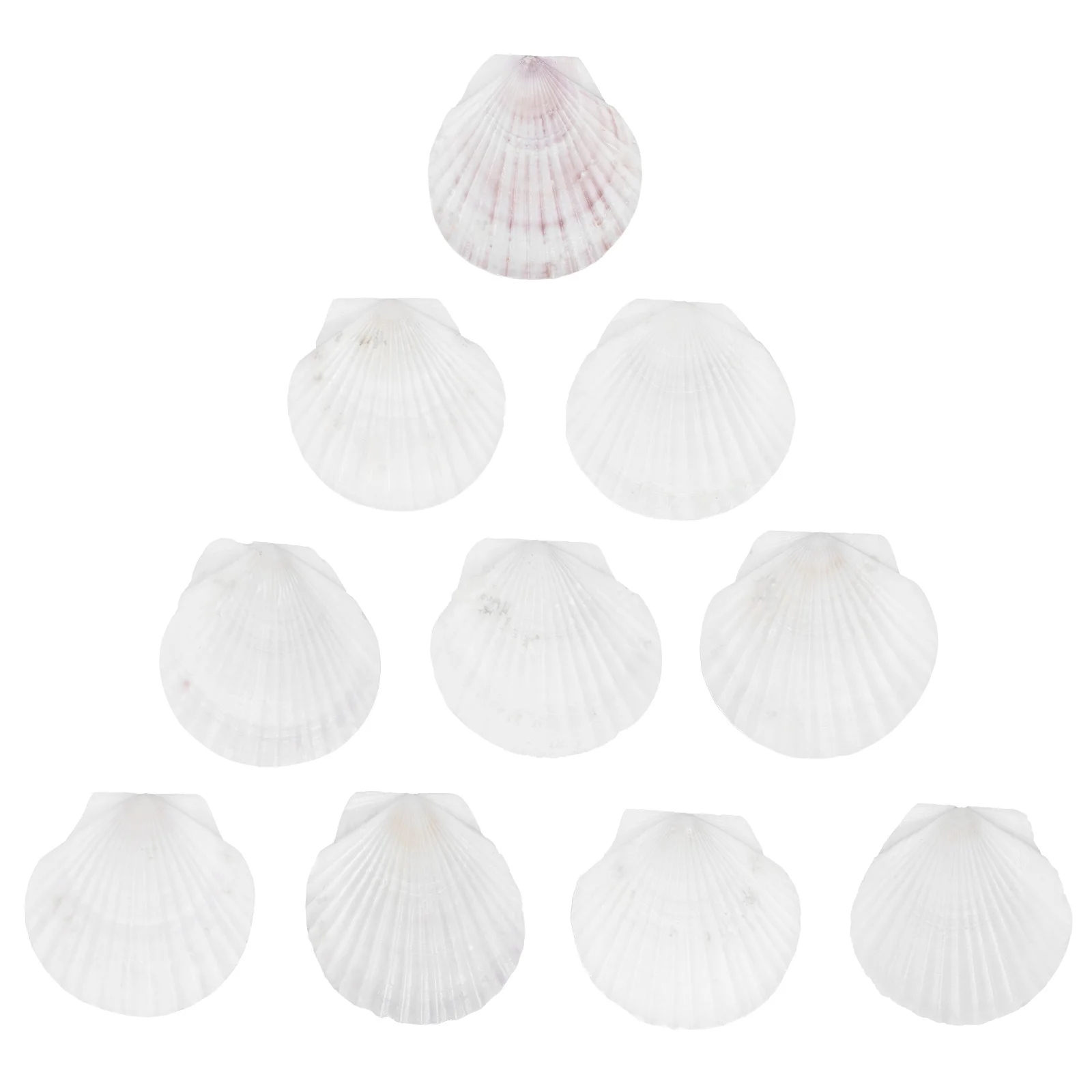 

Shells Scallopshell Sea Seashells Crafts Large Birthdaynatural Plates Baking Gifts Mom Craft Diy Dish White Seafood Baptism