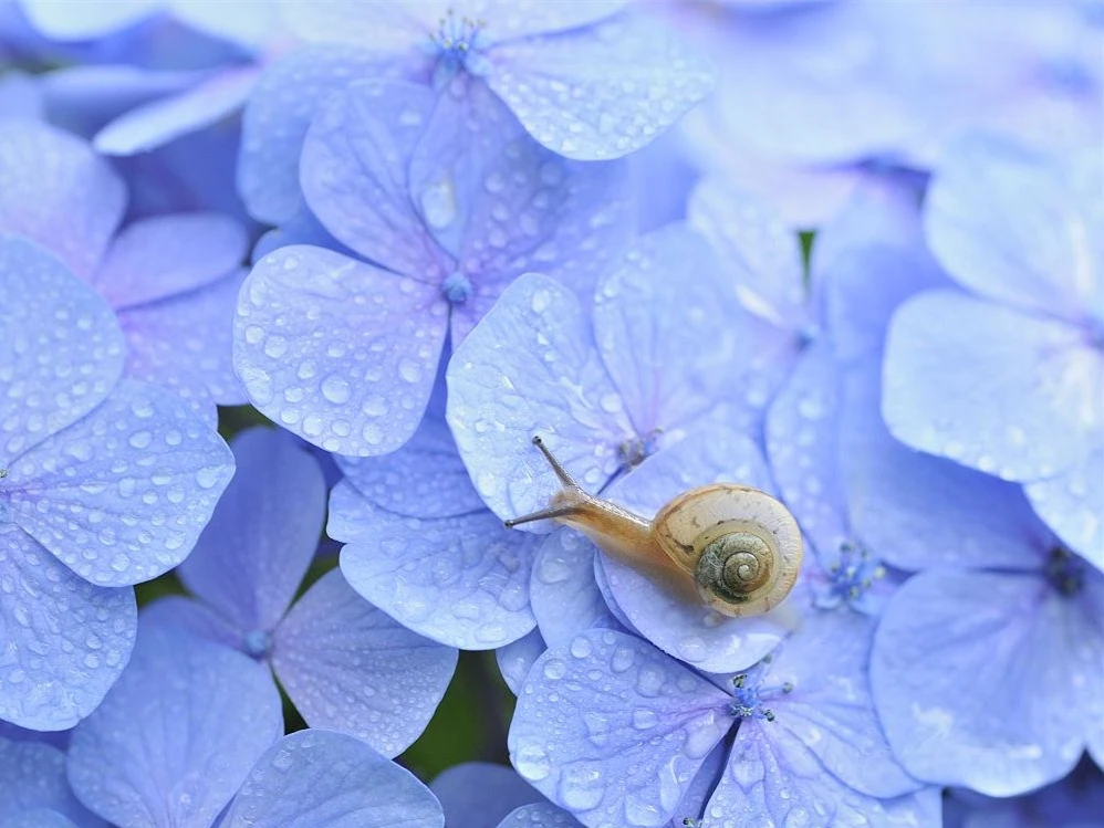 

Алмазная живопись, растения, цветы, улитки, 5d, мозаика «сделай сам», полностью квадратная, круглая, сверло, Алмаз Стразы, алмазная вышивка, ка...