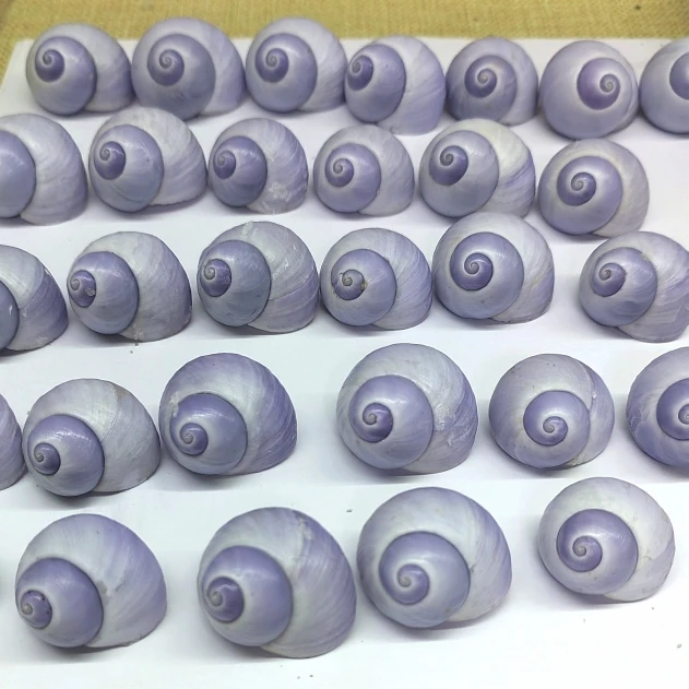 Ракушки фиолетовые в верхней части 2 5-3 см