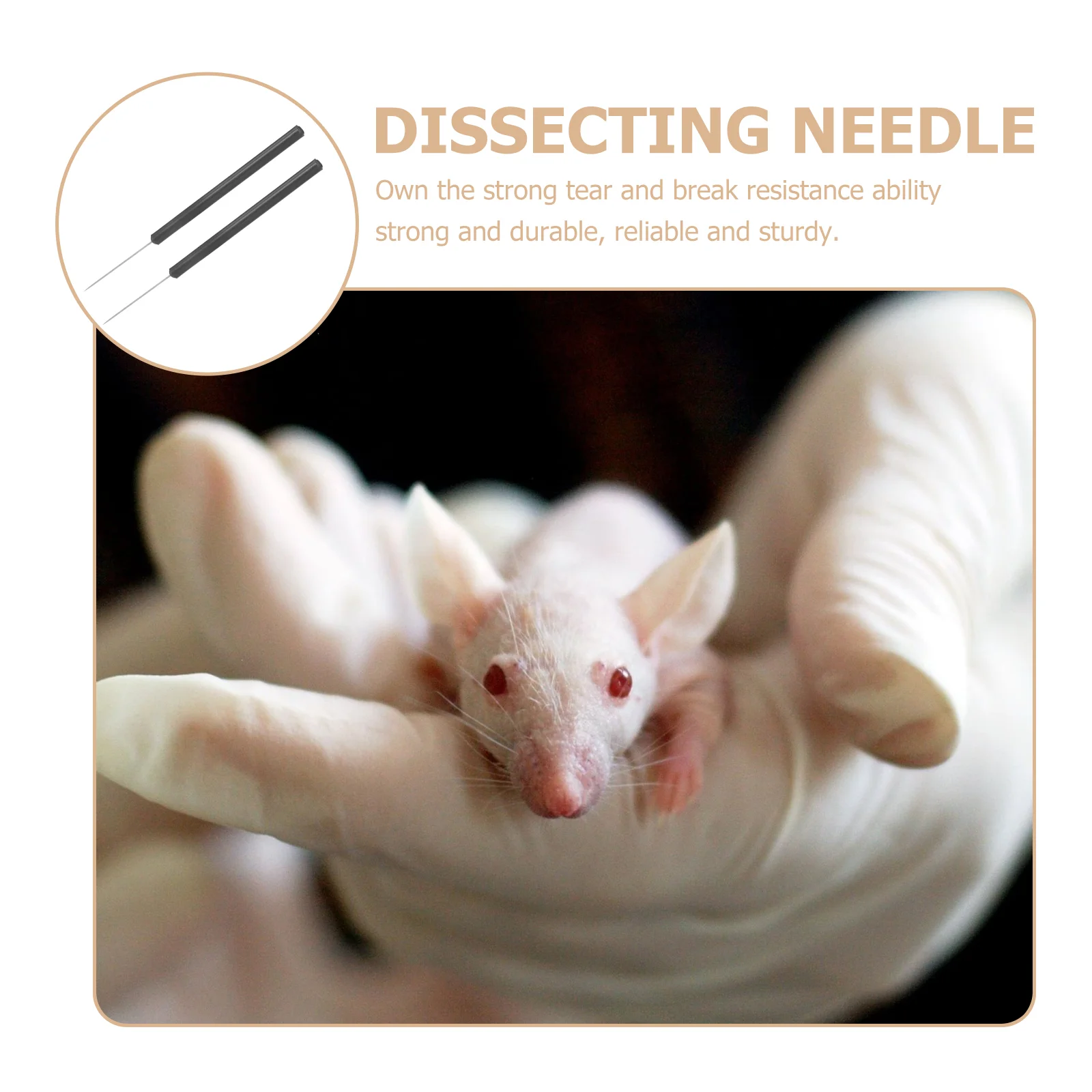 2 Pcs Insect Dissecting Needle Entomology Specimen Dissection Butterfly Tool Stainless Steel Laboratory School